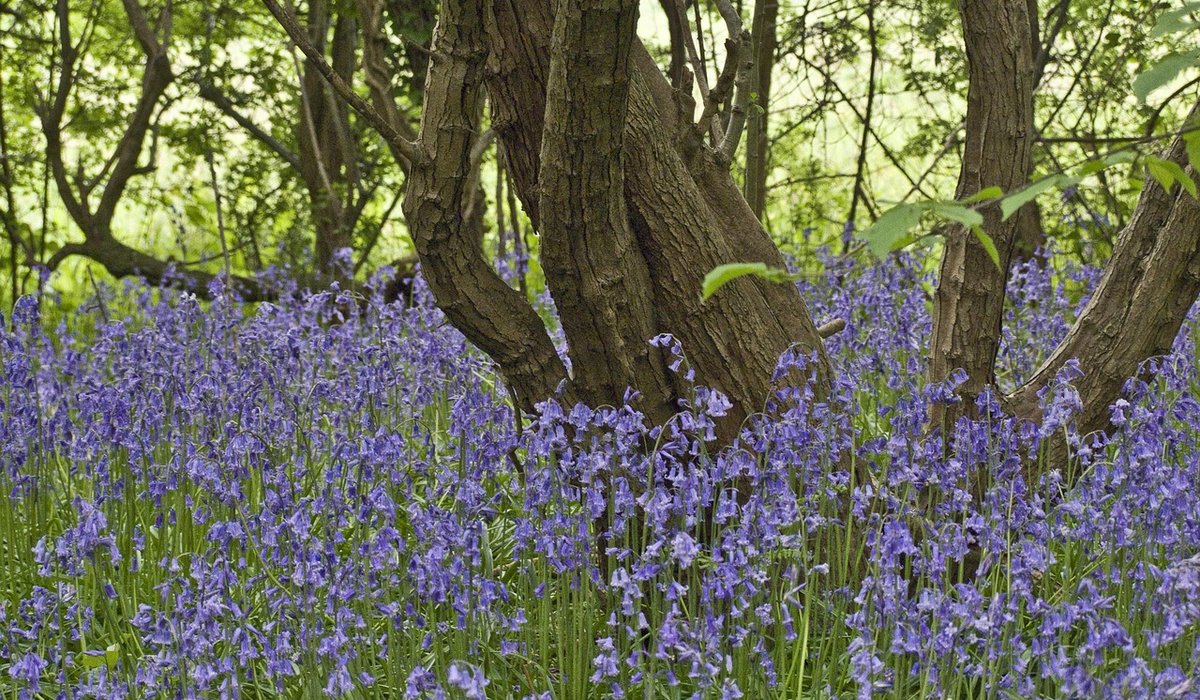 Combe Gorse