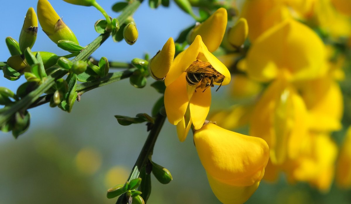 Combe Gorse
