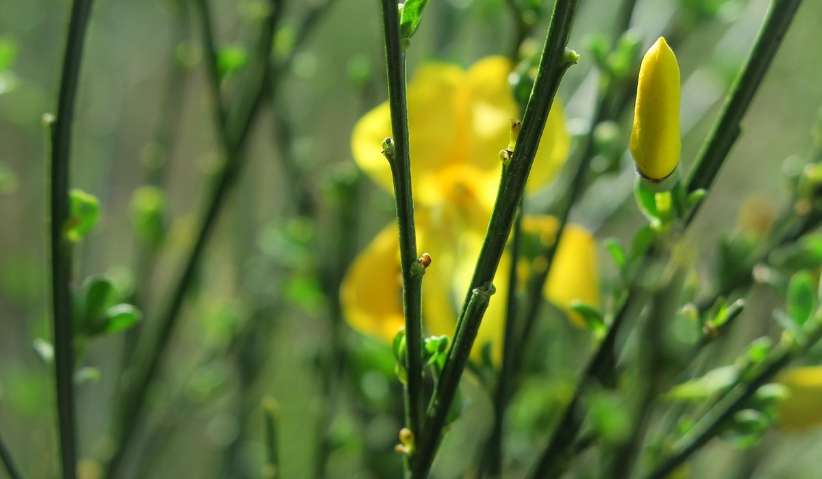 Combe Gorse
