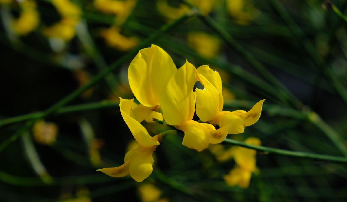 Combe Gorse