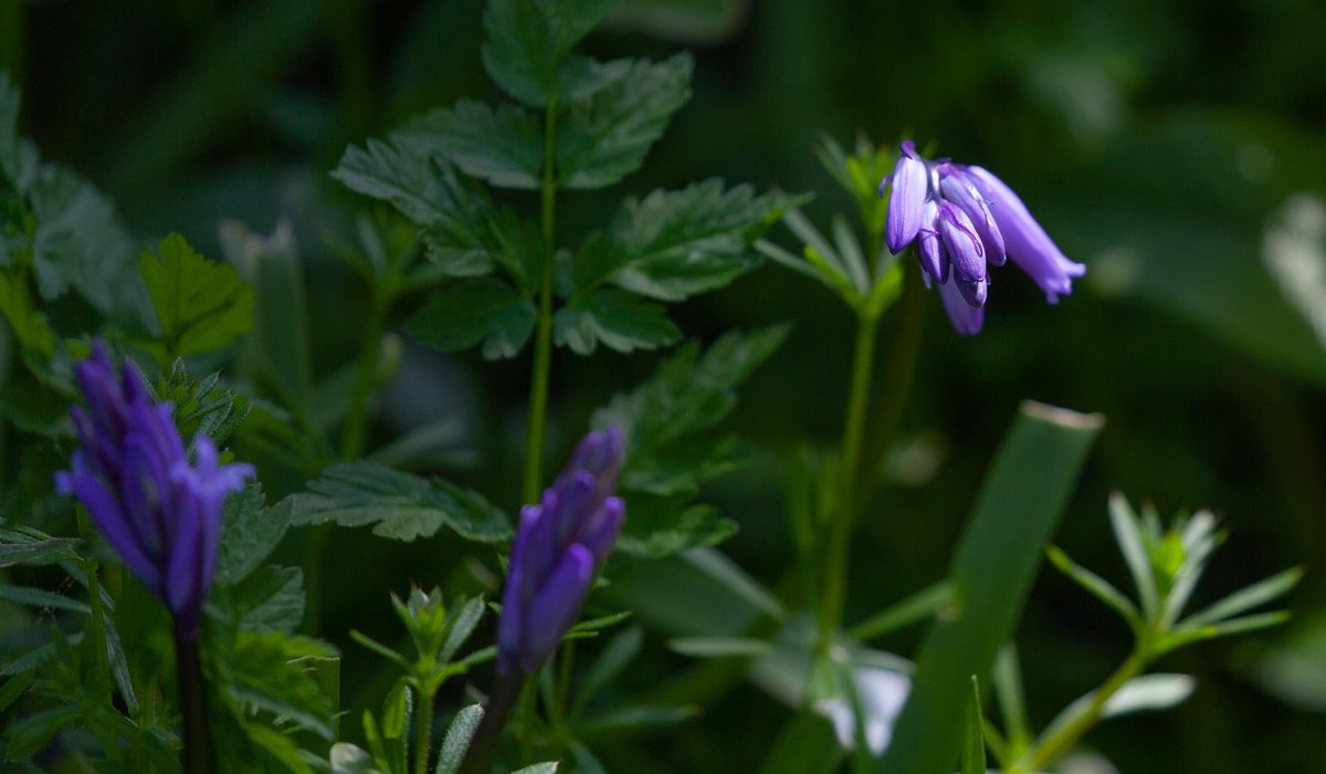 Combe Gorse
