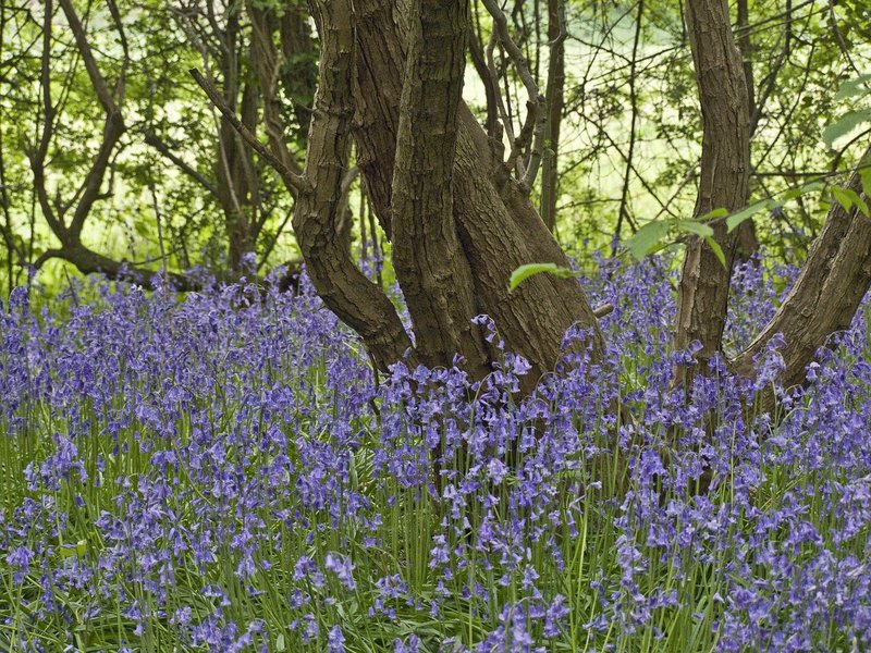 Combe Gorse