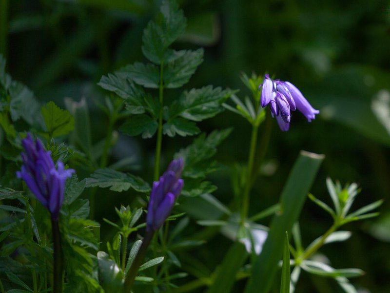 Combe Gorse