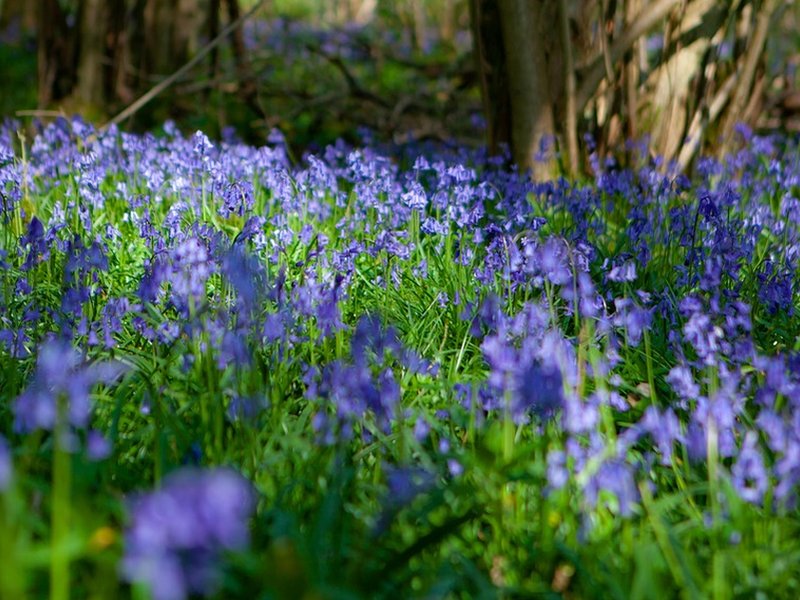 Combe Gorse