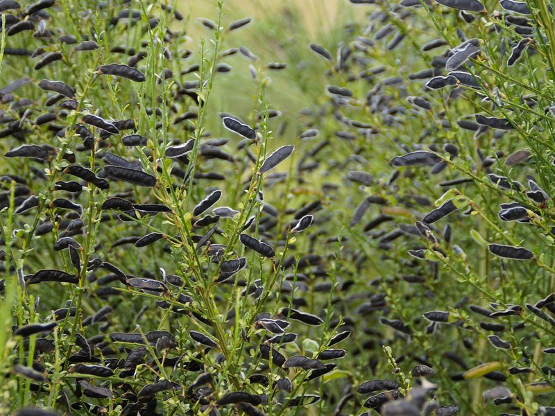 Combe Gorse